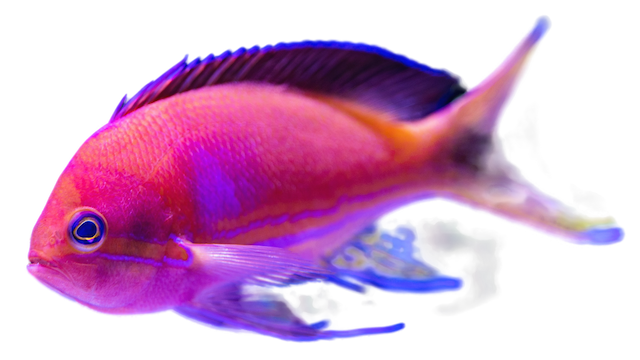 Fish background